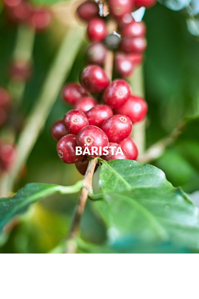 Vom Anbau bis zur Tasse – Der Weg deines Kaffees